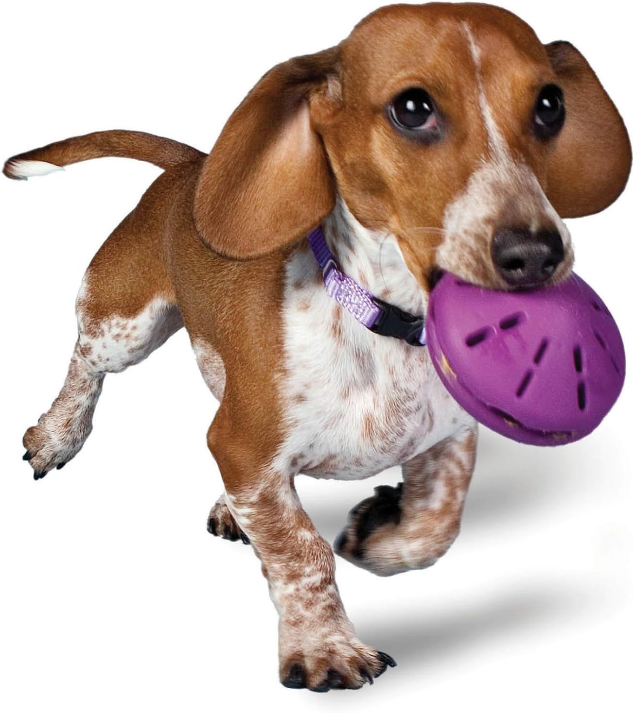 PetSafe Interactive Dog Toy - Small, Treat Dispenser