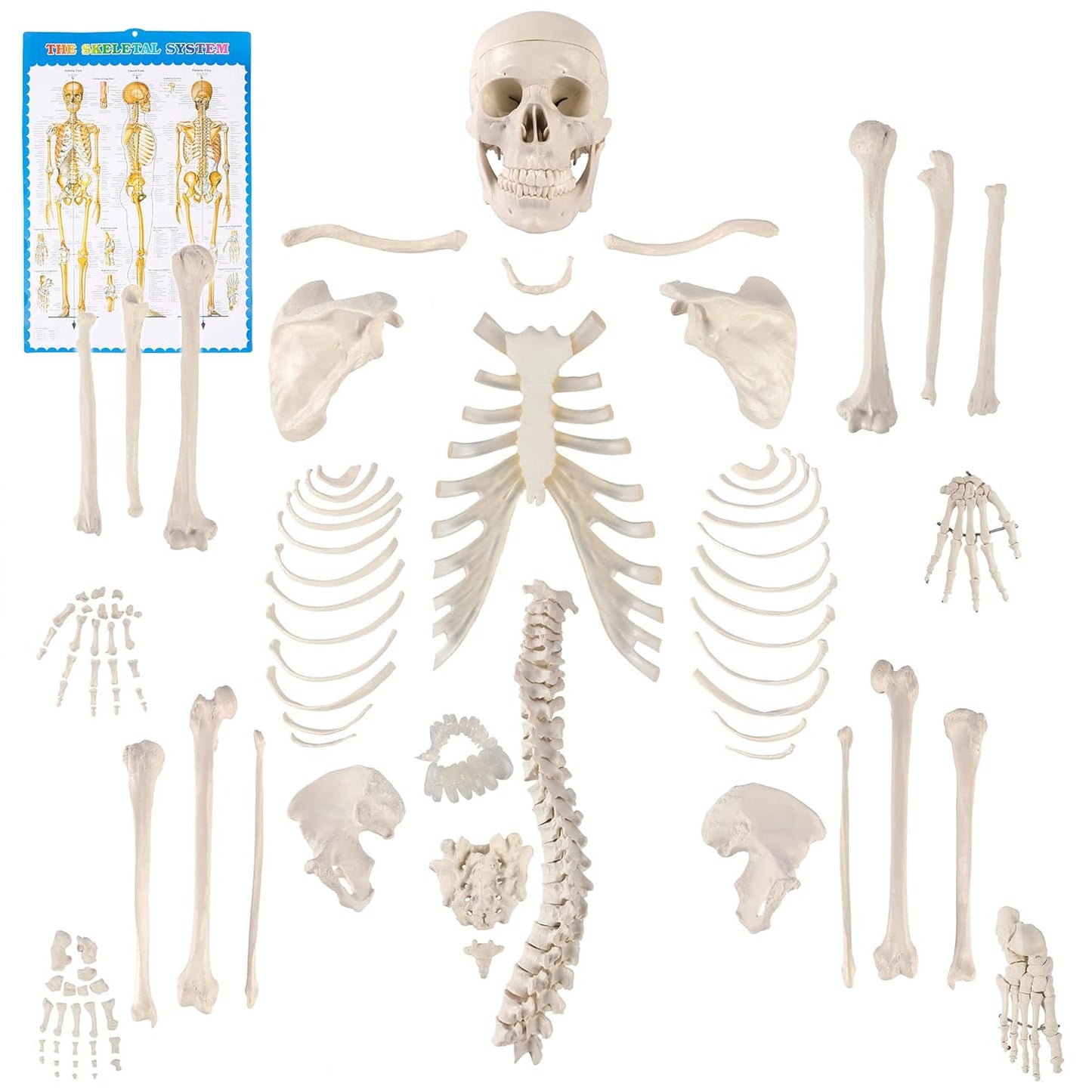 Houseables Disarticulated Human Skeleton Model for Anatomy