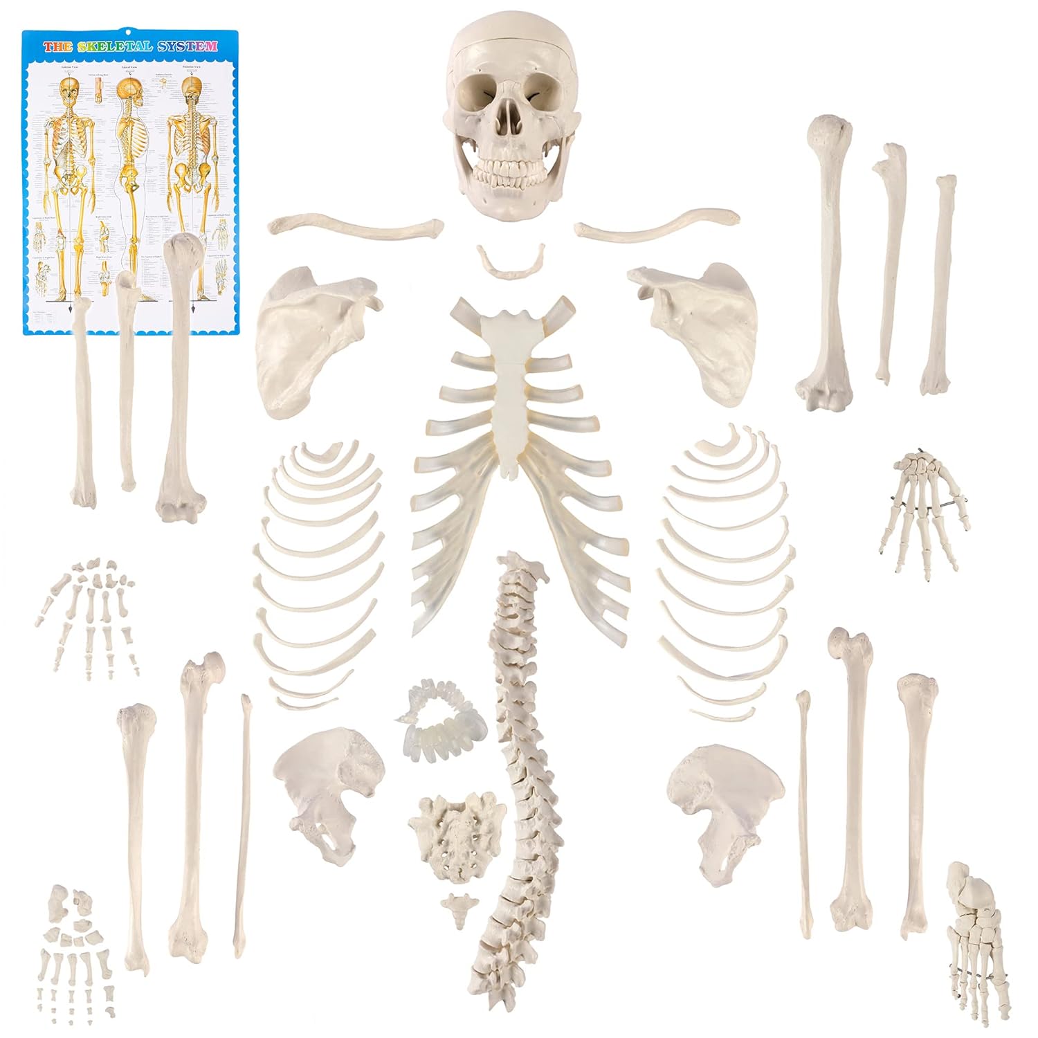 Houseables Disarticulated Human Skeleton Model for Anatomy