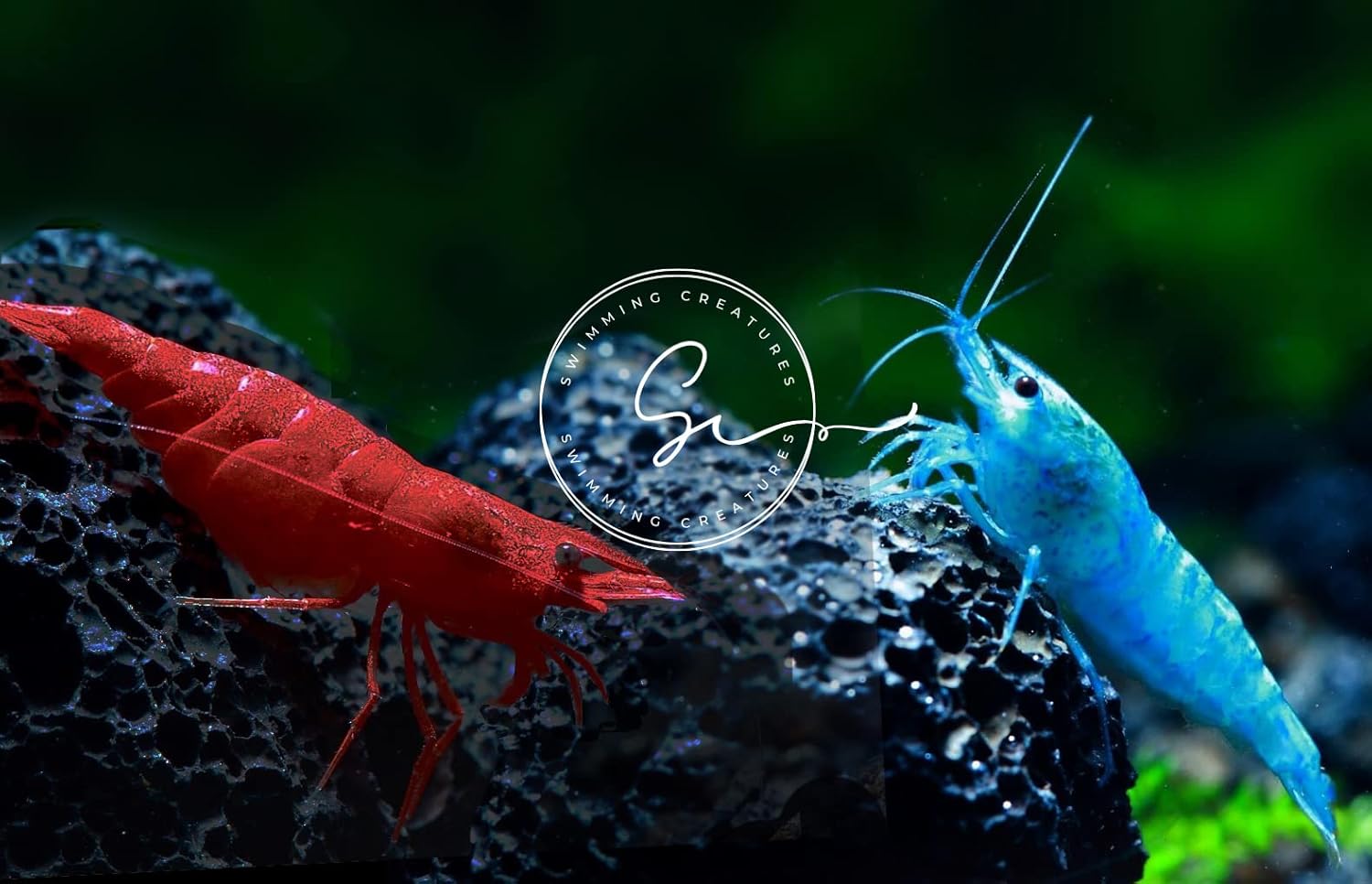 Premium High-Grade Neocaridina Freshwater Aquarium Shrimp Combo