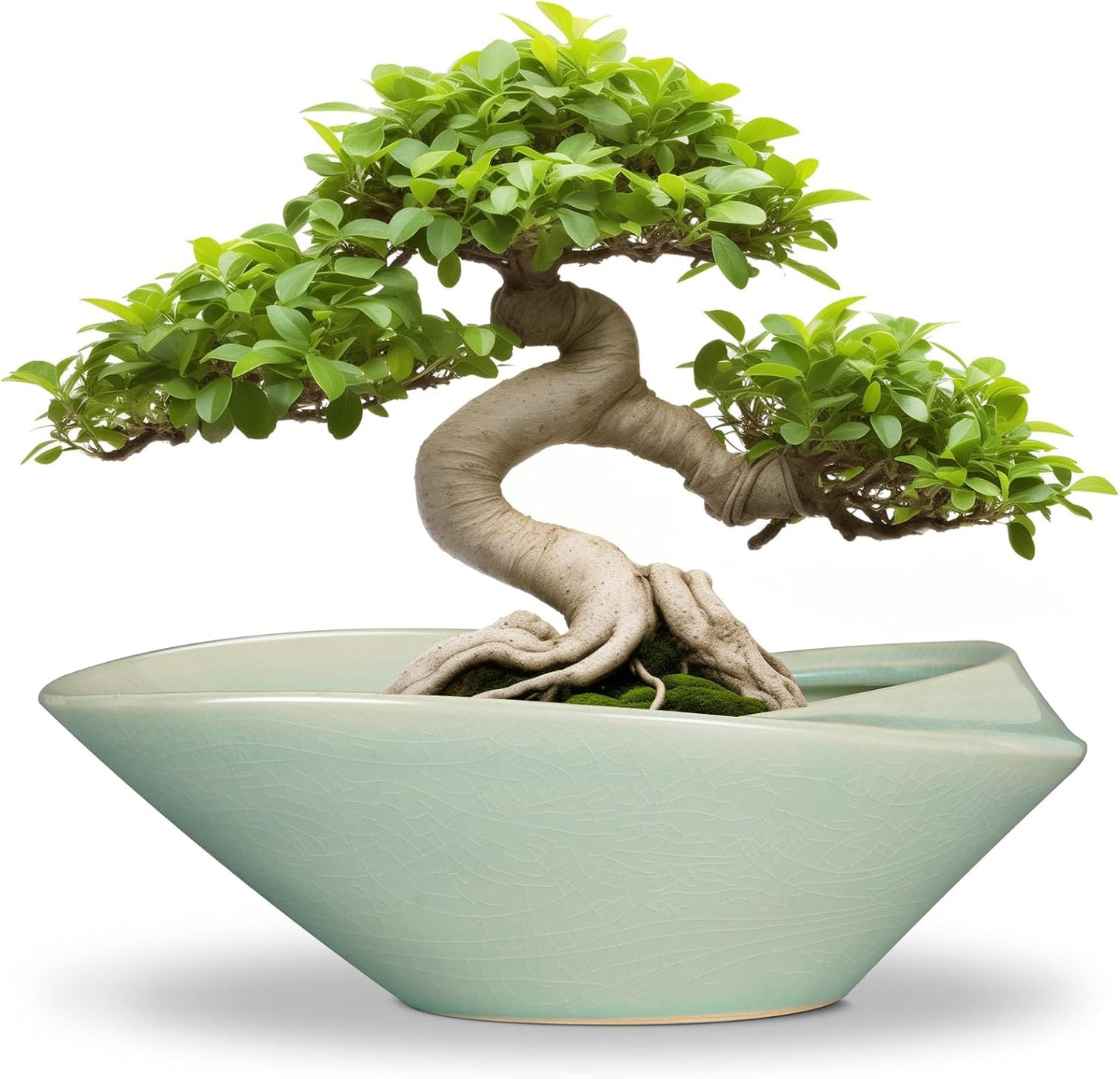 Bonsai Pot - 12 Inch Ceramic Planter with Drainage Hole