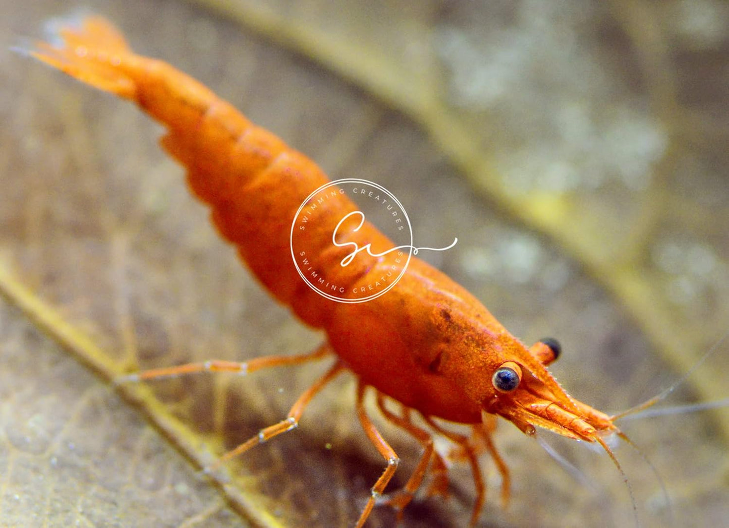 Premium Grade Neocaridina & Caridina Shrimp for Aquariums