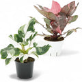 Philodendron Princess Package - Two Live Indoor Houseplants