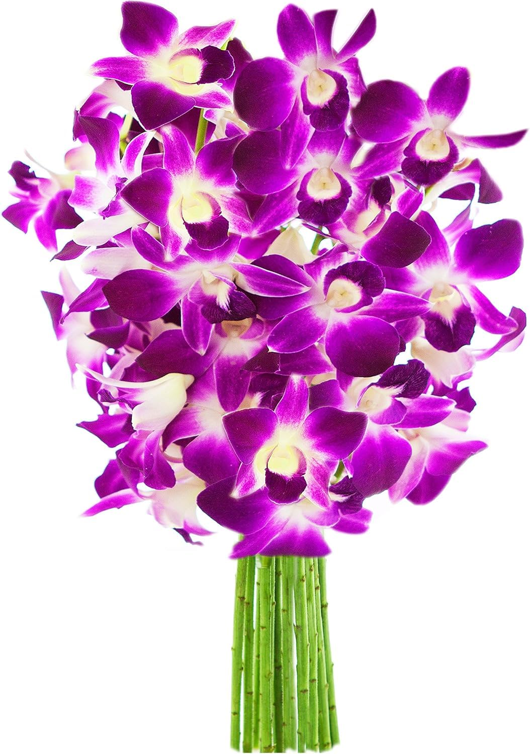 10 Purple Orchid Fresh Flowers for Every Occasion Gift