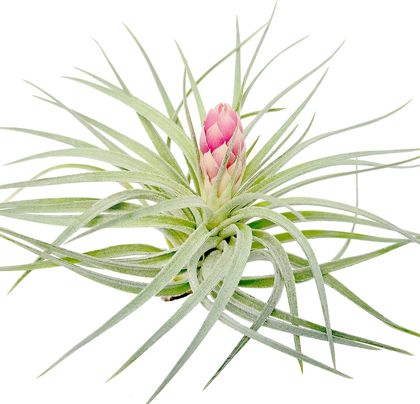 Large Air Plants - 3 Hybrid Tillandsia for Home & Office Use