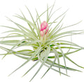 Large Air Plants 5 Hybrid No.1 4-6in - Low Maintenance Tillandsia