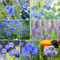 Singin the Blues Wildflower Mixed Seeds for Planting - Pollinator Mix