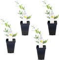 Carolina Jasmine Plant Live Evergreen Vine - Fragrant Yellow Blooms