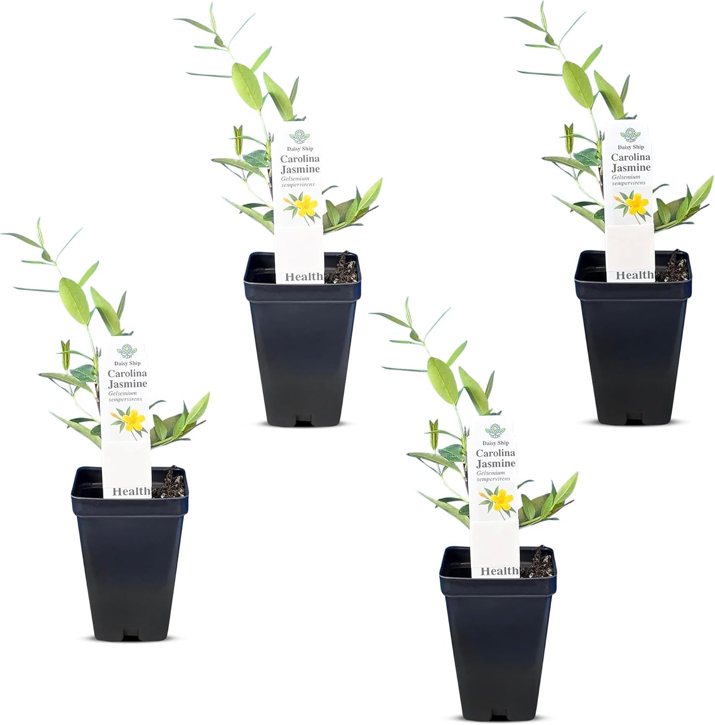 Carolina Jasmine Plant - Fast Growing Evergreen Vine with Blooms