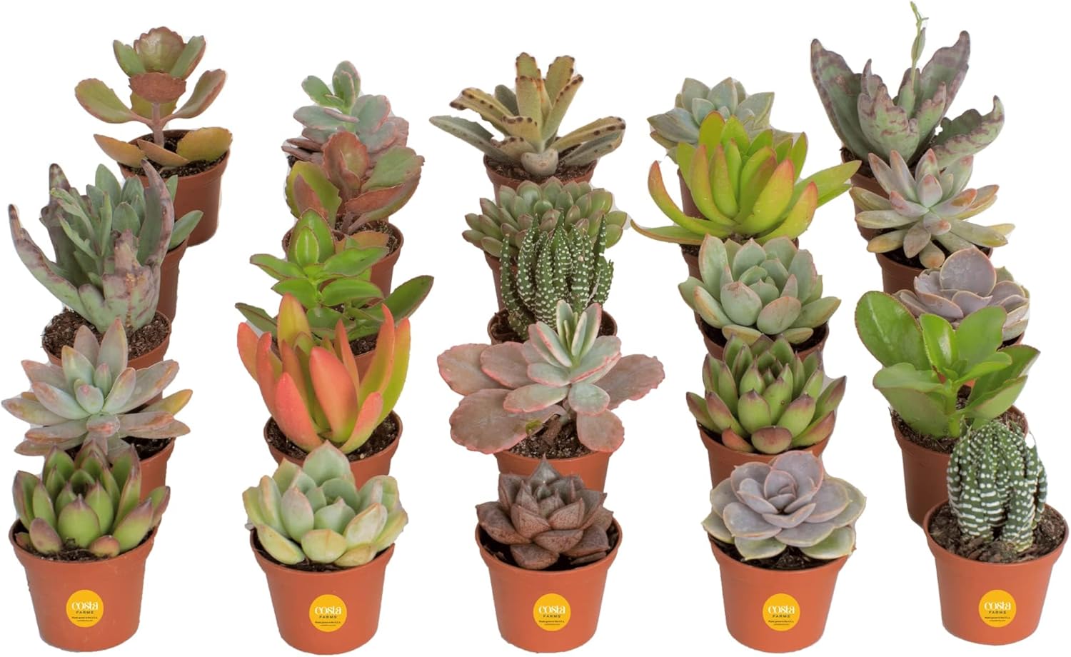 Costa Farms Succulents 25 Pack Live Mini Plants for Gifts