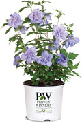 2 Gallon Blue Chiffon Hibiscus Shrub - Large Blue Blooms