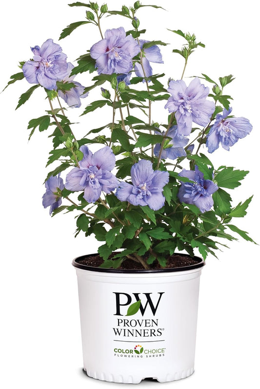2 Gallon Blue Chiffon Hibiscus Shrub for Vibrant Gardens