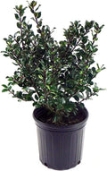 Ilex X meserveae 'Blue Prince' Blue Holly Evergreen for Gardens
