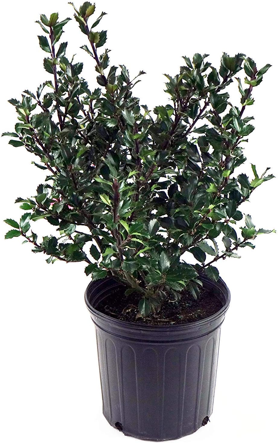 Ilex X meserveae 'Blue Prince' Blue Holly Evergreen for Gardens