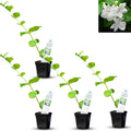 Arabian Jasmine (Jasminum Sambac) Live Fragrant Blooming Plant - 4