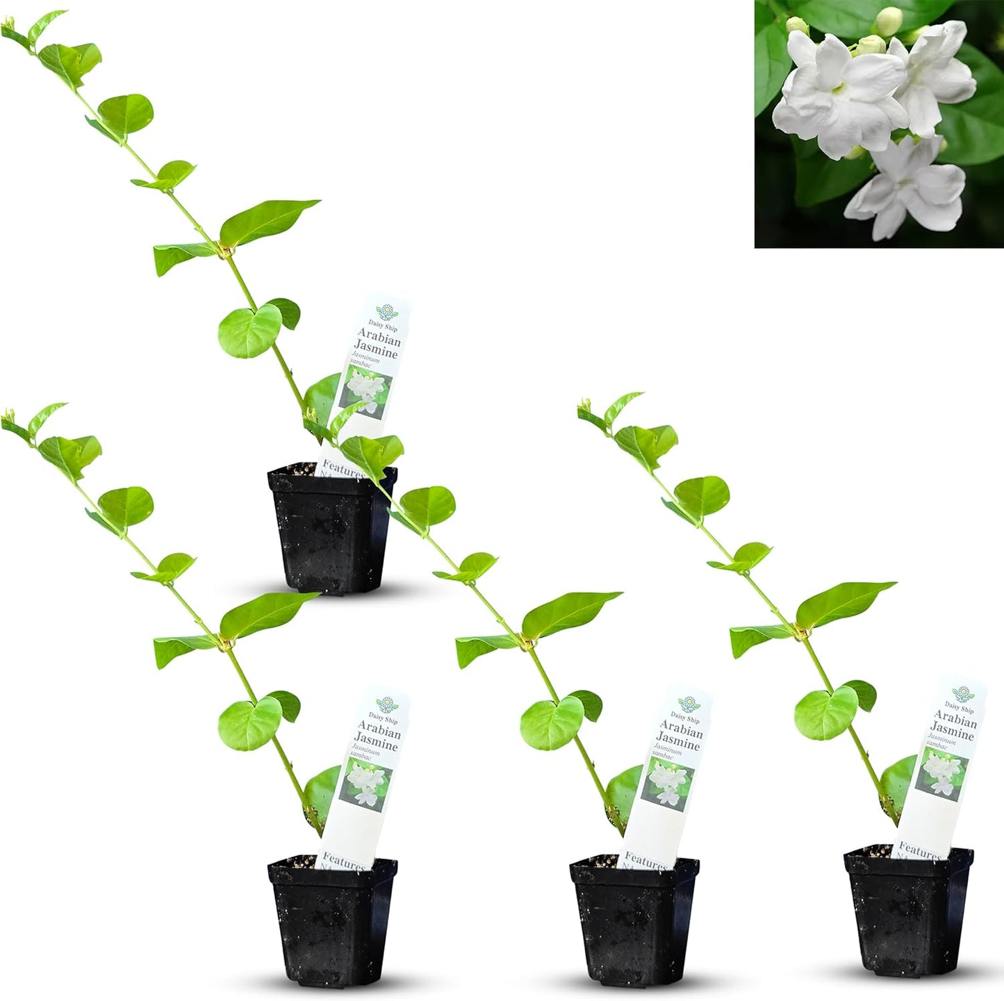 Arabian Jasmine Plant - Fragrant Indoor/Outdoor Blooming Beauty