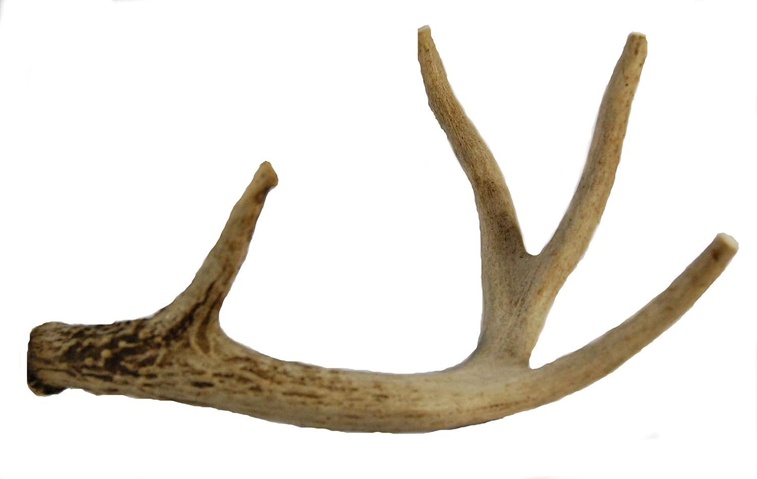 Whitetail Deer Antler Dog Chew for Medium to Large Dogs