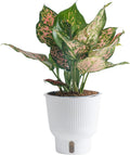 Aglaonema Live Indoor Plant - Self Watering 1 ft Costa