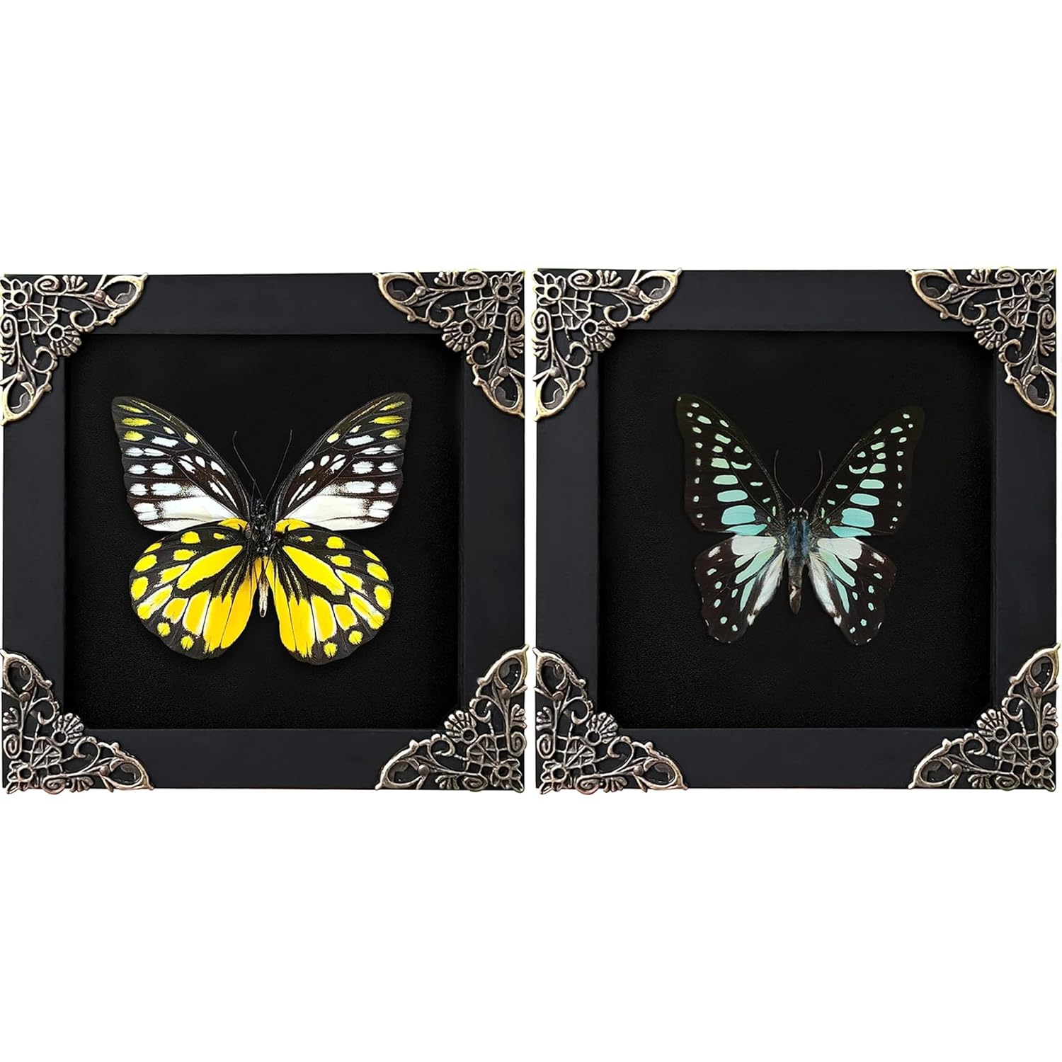 2 Real Framed Butterflies Taxidermy Wall Art for Home Decor