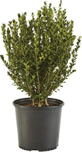 7 Gallon Wintergreen Boxwood Shrub - Compact Evergreen for Hedges