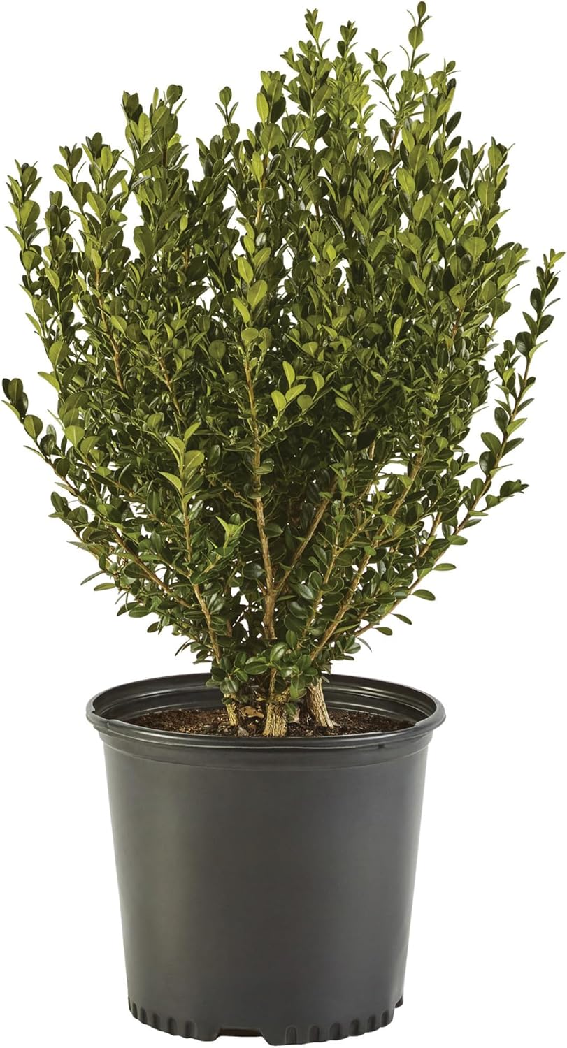 7 Gallon Wintergreen Boxwood Shrub - Perfect for Landscapes