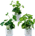 Artificial Clover and Taro Plants in Clear Glass Vase - Set of 3