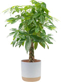 Money Tree Live Plant 3-4 ft - Indoor Pachira for Home Decor