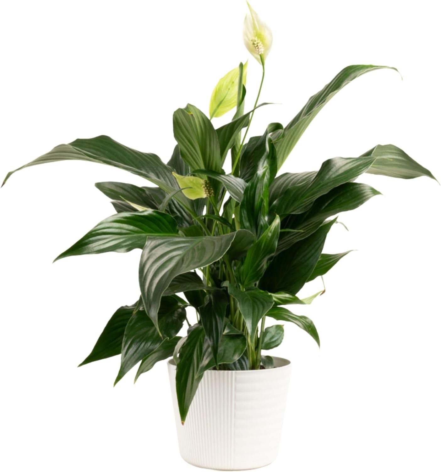 Spathiphyllum Peace Lily Live Indoor Plant in Premium Planter