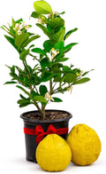 Ponderosa Lemon Patio Fruit Tree Live Plant - Compact Patio Citrus