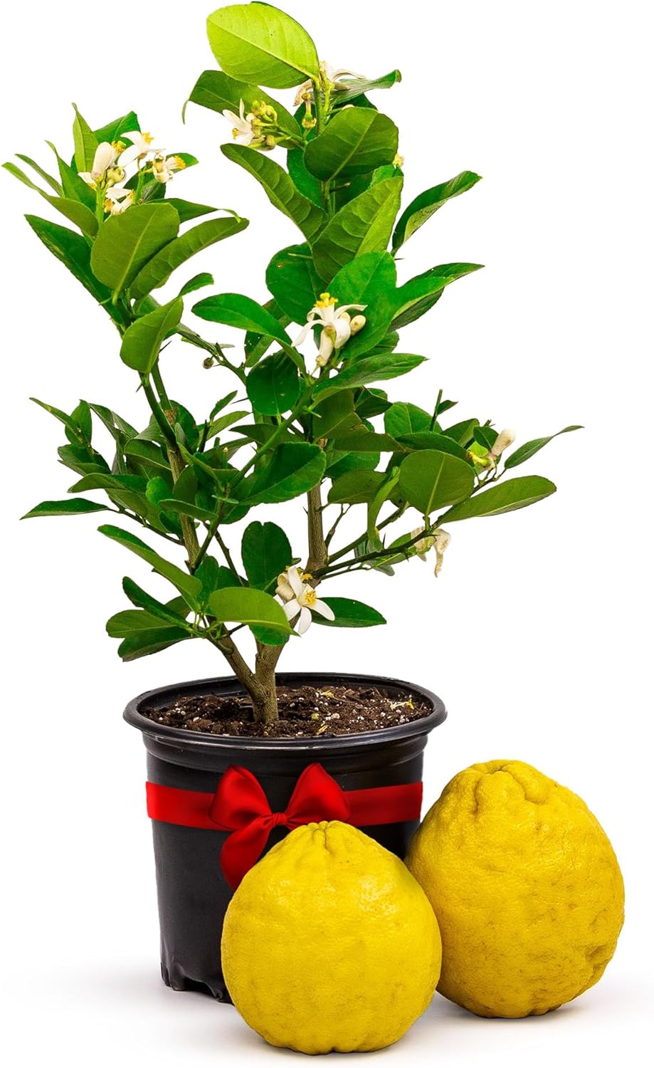 Ponderosa Lemon Patio Fruit Trees for Small Outdoor Spaces