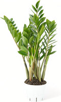 ZZ Plant Live - Air Purifier Indoor House Plant for Home Decor