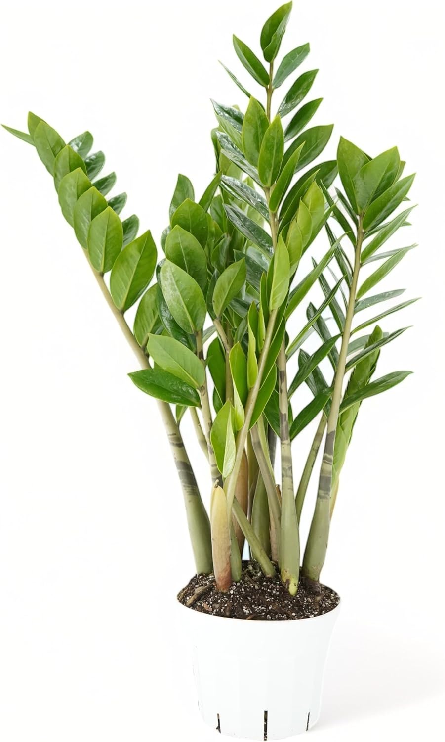 ZZ Plant Live - Air Purifier Indoor House Plant for Home Decor