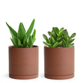 5 Inch Rust Terracotta Plant Pot Set of 2 - Minimal Indoor Planters