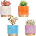 Gepege Succulent Pots Set of 4 with Drainage Holes for Plants