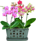W&W Orchid Pot with Holes and Saucer for Healthy Orchids