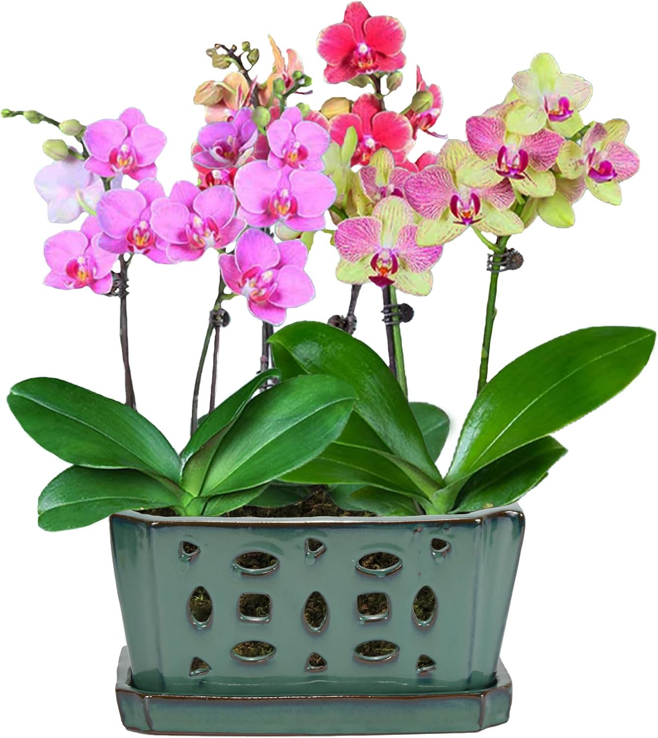 W&W Orchid Pot with Holes and Saucer for Healthy Orchids