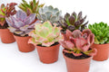 Live Echeveria Succulent Plants Set for Indoor or Outdoor Bliss