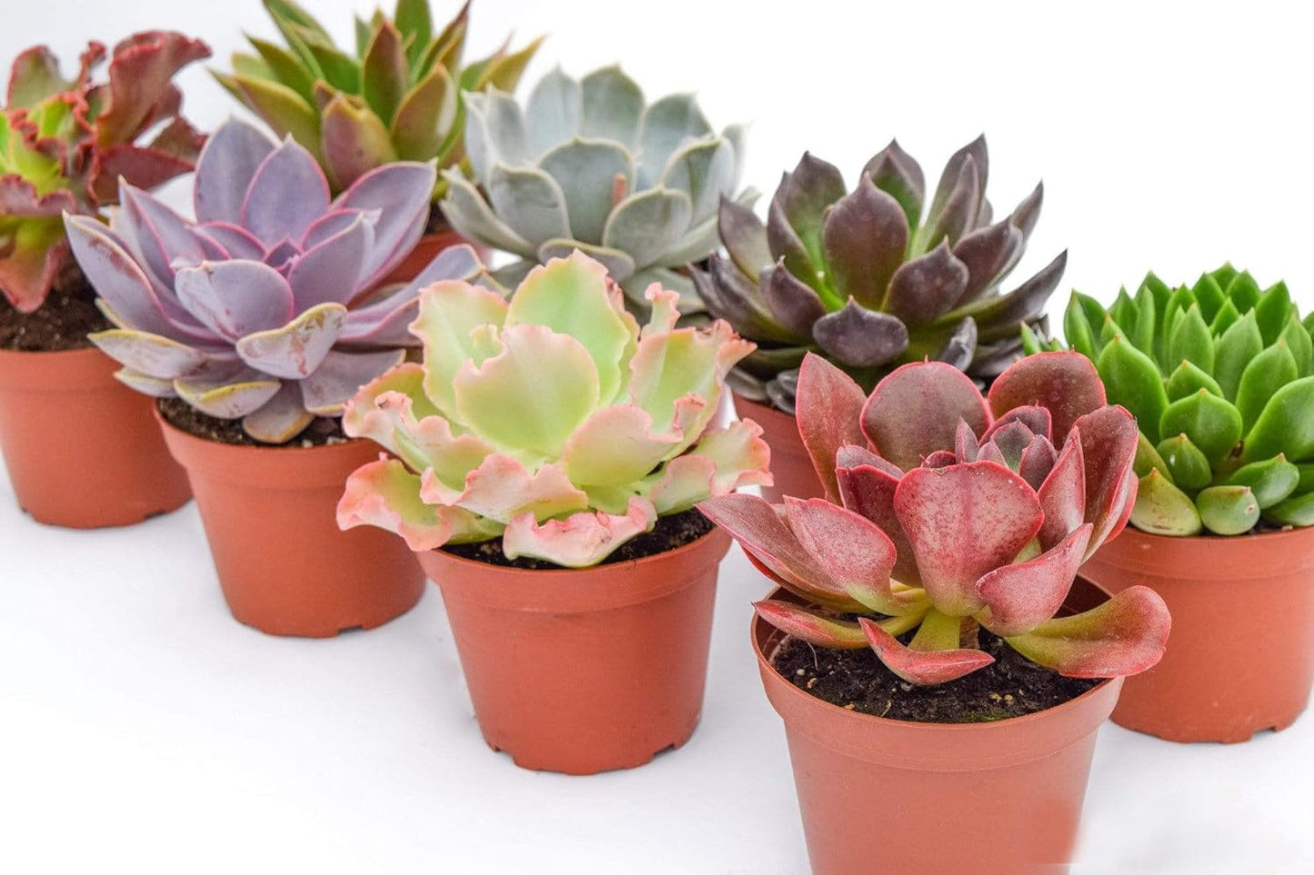 Live Echeveria Succulent Plants Set for Indoor or Outdoor Bliss