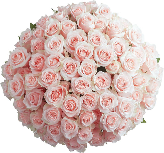GlobalRose 250 Pink Roses Bouquet for Special Occasions