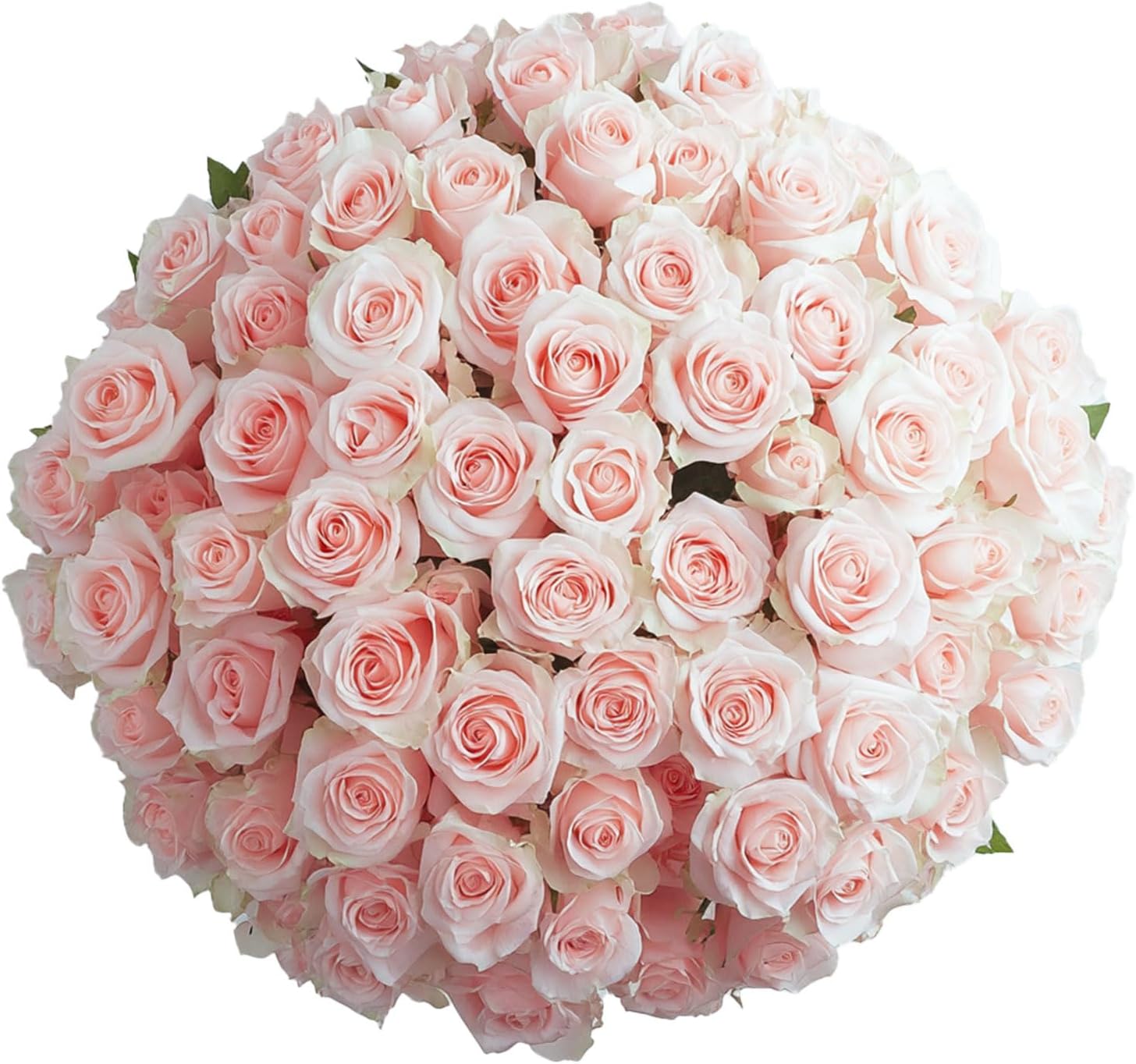 GlobalRose Fresh Cut Pink Roses - Perfect for Any Occasion