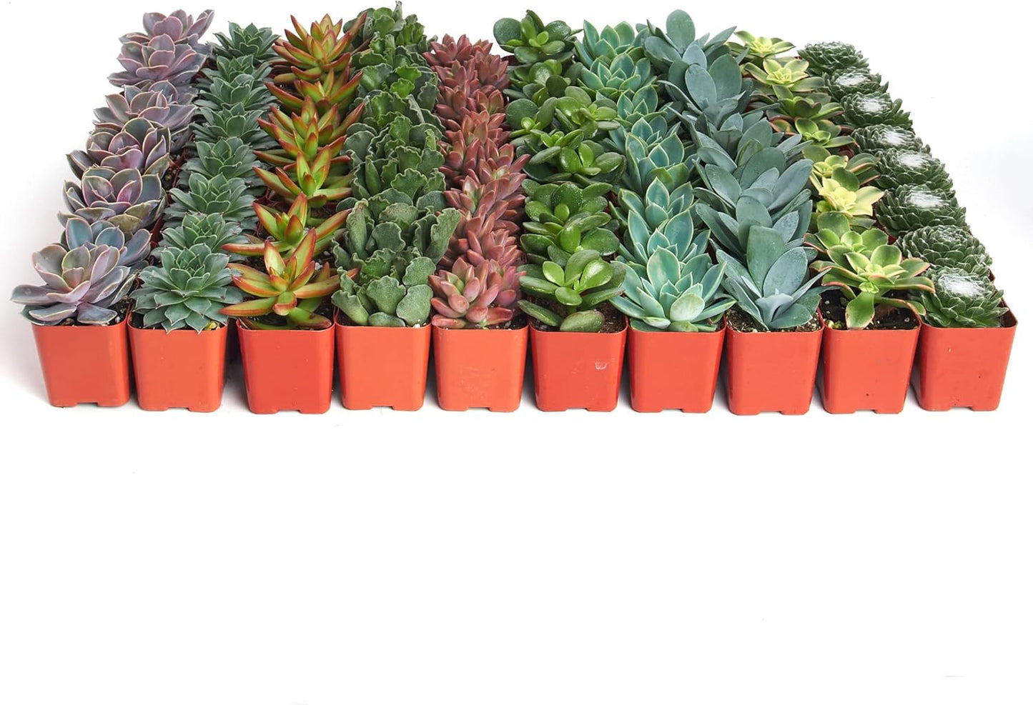 Assorted Succulent Plant Pack for Weddings and Gifts - 256 Count