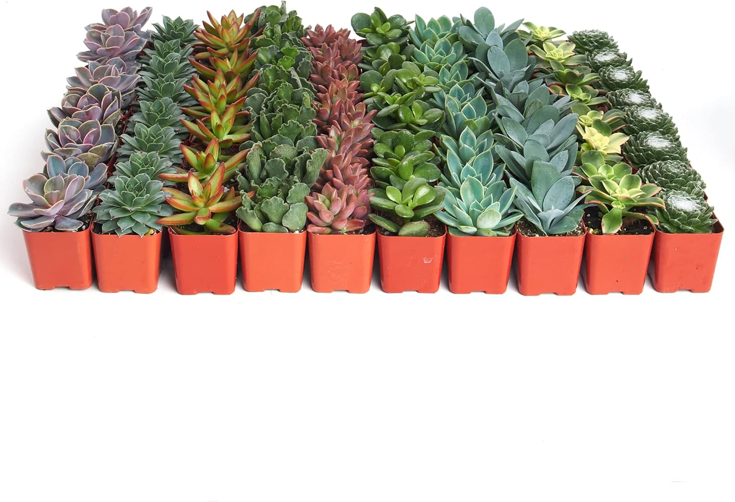 Assorted Succulent Plant Pack for Weddings and Gifts - 256 Count