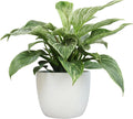 Philodendron Birkin Live Plant in 6in White Pot - Easy Indoor Decor