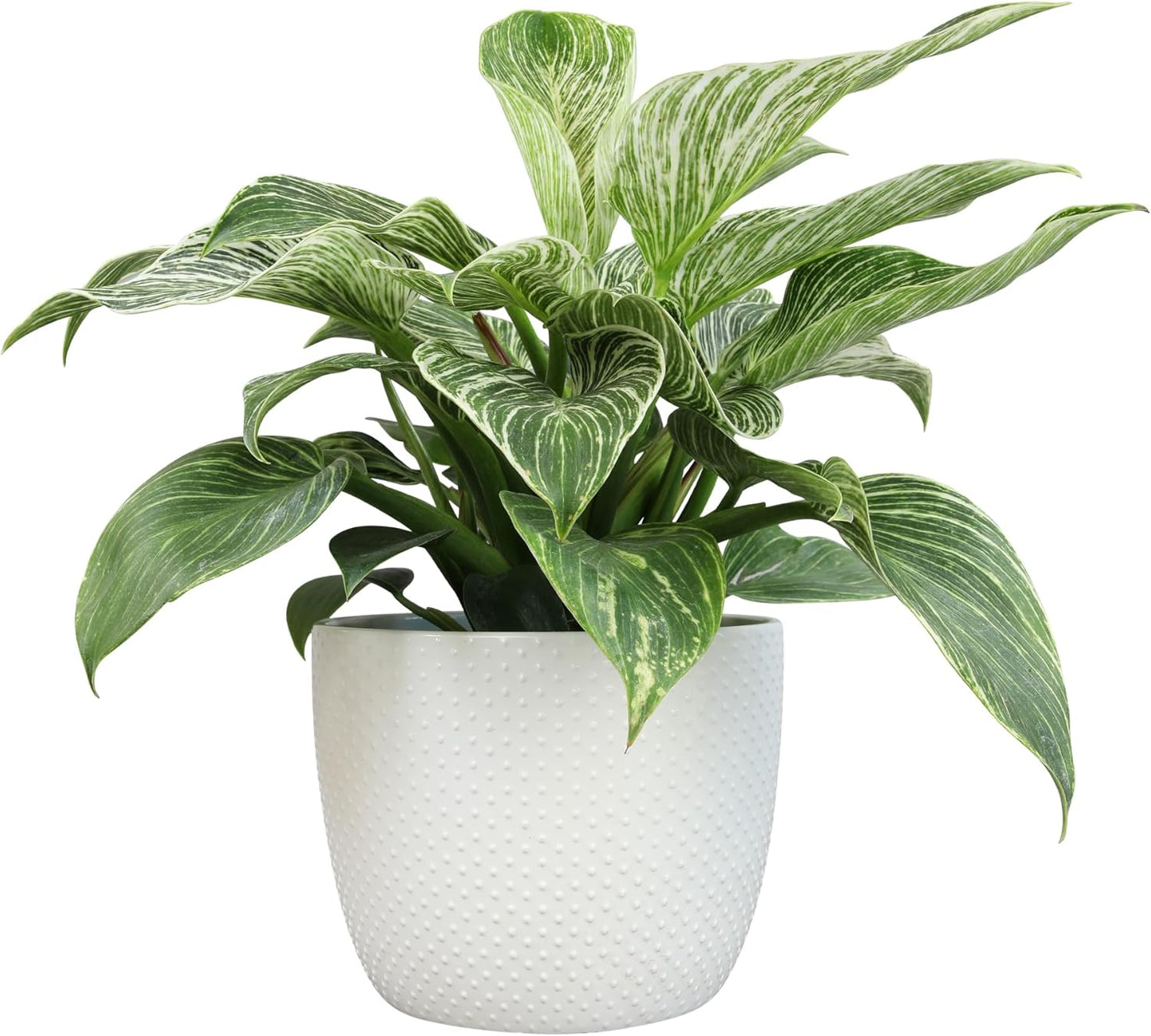 Live Philodendron Plant 'Birkin' in 6 Inch Pot for Easy Decor