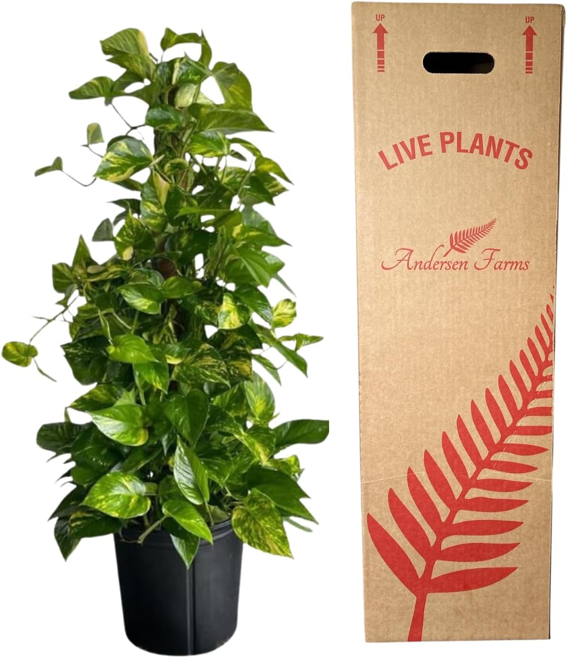 Golden Pothos Totem Live Plant for Indoor and Outdoor Spaces