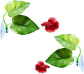 Betta Fish Leaf Pad 2 Pack - Natural Resting Hammock for Bettas