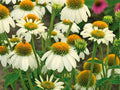 Pow Wow White Coneflower 3x Pint Pots - Compact Perennial