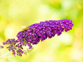 Black Knight Butterfly Bush Live Shrub Plants - 2 Pint Pots