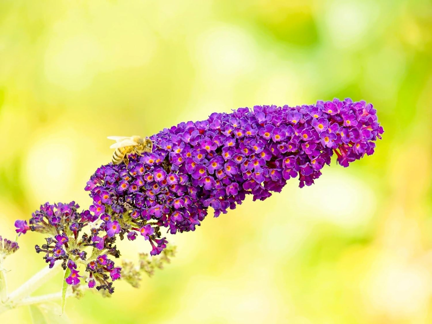 Buddleja Black Knight Butterfly Bush - Live Shrub Plants for Garden