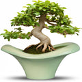 Ceramic Bonsai Pot 13 in Green - Large Succulent Planter